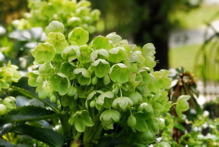 树叶 嚏根草 流血 植物学 季节 颜色 灌木 开花 美丽的