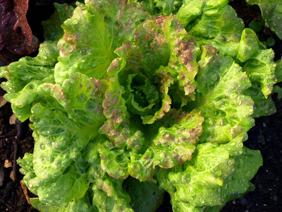 营养 素食主义者 蔬菜 领域 植物 农事 生长 饮食 花园