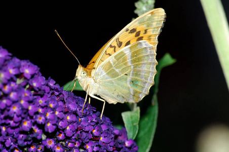 颜色 动物 美女 植物 野生动物 花园 翅膀 自然 夏天