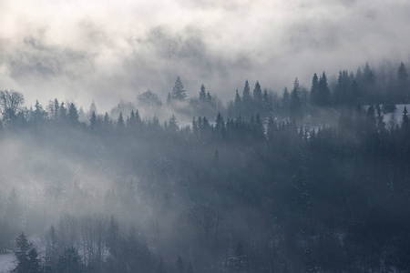 喀尔巴阡山脉冬日森林，日出时有雾