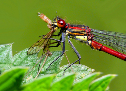 食物 赡养费 昆虫 特写镜头 蜻蜓