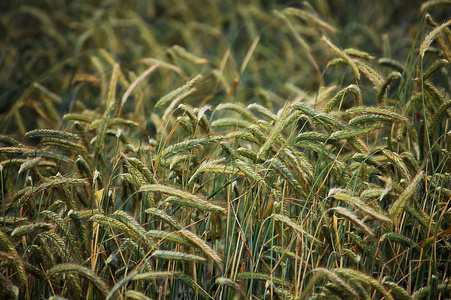 成长 自然 小麦 谷类食品 大麦 季节 夏天 农业 作物
