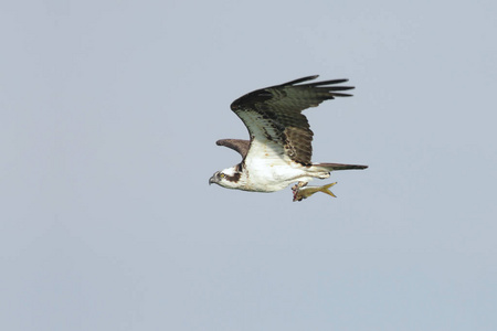 鱼鹰 野生动物 鸟类 飞行 猎人 动物群 动物 自然 羽毛