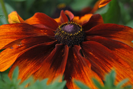 夏天 夏季 卡布奇诺 繁荣的 开花 特写镜头 美好的 美丽的
