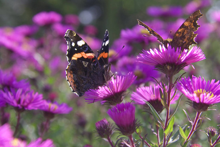 动物 蝴蝶 特写镜头 夏天 美女 翅膀 花园 开花 美丽的