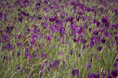 开花 特写镜头 园艺 花的 花瓣 紫罗兰 植物学 盛开 美丽的