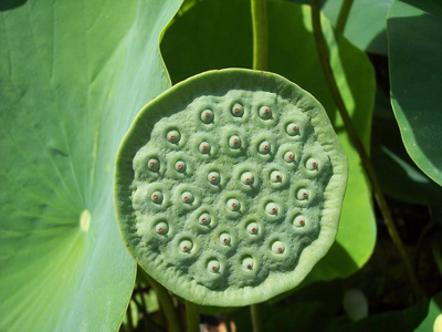 特写镜头 胶囊 精子 清洁