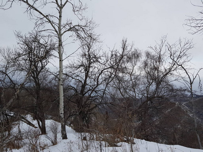 森林 冬天 早晨 风景 自然 寒冷的