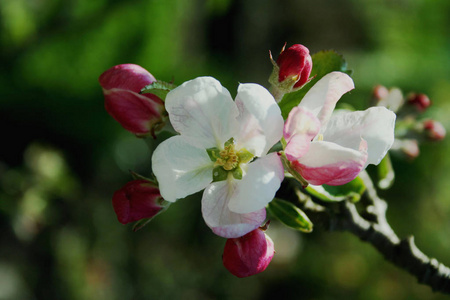 花园 季节 樱桃 苹果花 风景 生长 树叶 春天 樱花 美女