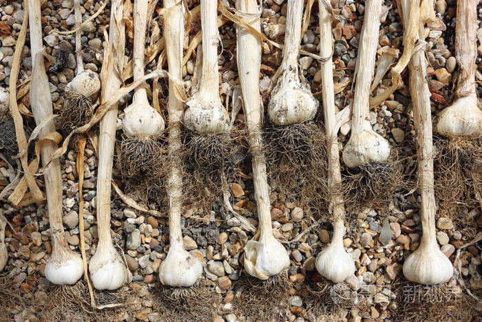 大蒜鳞茎在砾石上干燥照片-正版商用图片27yjb7-摄图新视界