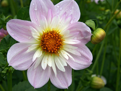 夏季 夏天 开花 特写镜头 粉红色 大丽花 植物 繁荣 繁荣的