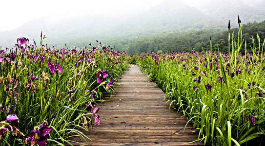 夏天 紫色 自然 草坪 百合花 韩国 百合 草地 亚洲 花园