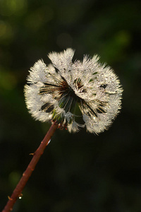 季节 草地 春天 植物区系 环境 开花 阳光 早晨 植物