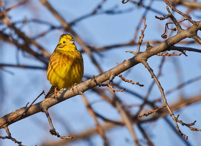动物群 黄锤 野生动物 分支 喂养 木材 林地 鸟类学 自然