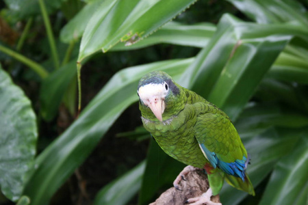 加勒比 动物园 丛林 野生动物 羽毛 鹦鹉 金刚鹦鹉 动物群
