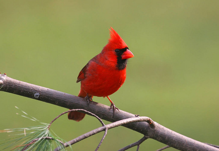 鸣禽 羽毛 自然 动物 观鸟 野生动物 红衣主教 鸟类 动物群