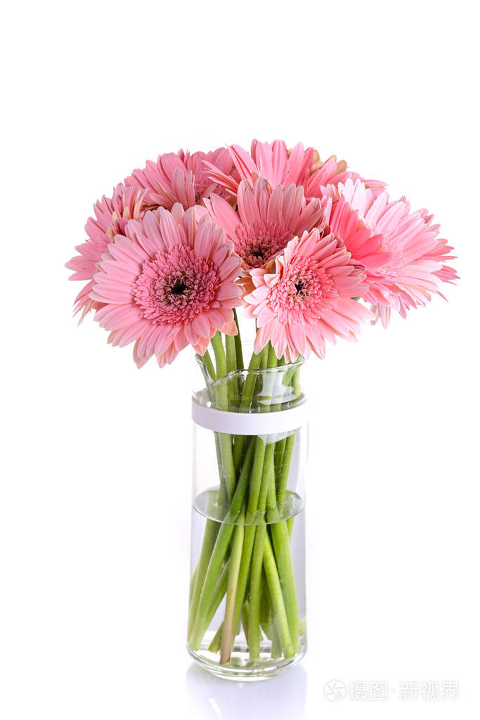 粉红色非洲菊盛开在玻璃花瓶装饰美丽的花朵孤立在白色的背景上