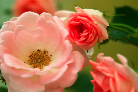 繁荣 玫瑰 植物 开花 粉红色 繁荣的
