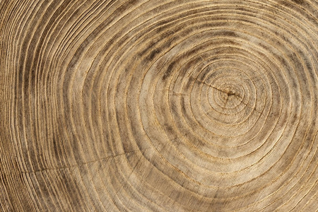 木质纹理来自枫树的树干，特写。树干的横截面。俯视图