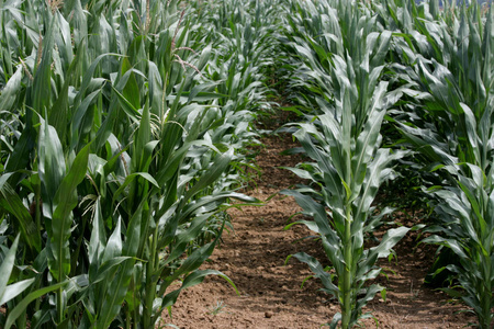 农场 生长 自然 玉米地 小麦 谷类食品 农业 作物 季节