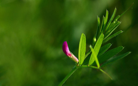 野豌豆 花的 粉红色 花瓣 夏天 花园 植物区系 美女 季节