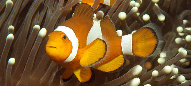 水下 夏天 生活 海的 墙纸 动物 暗礁 潜水 海洋 旅行