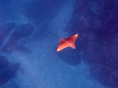 水下 坦克 暗礁 盐水 游泳 生活 潜水 野生动物 珊瑚