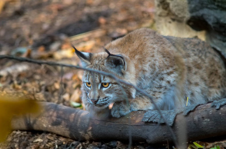 北方山猫，山猫