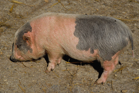 宠物 哺乳动物 繁殖 农场 种族 小猪 动物