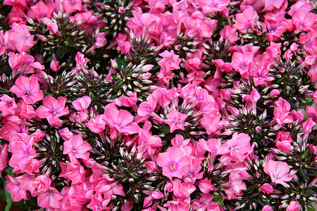 花园 颜色 美丽的 植物 植物学 夏天 植物区系 特写镜头