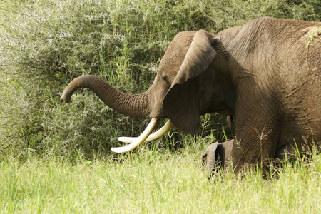 大象 热的 草原 坦桑尼亚 非洲 短的
