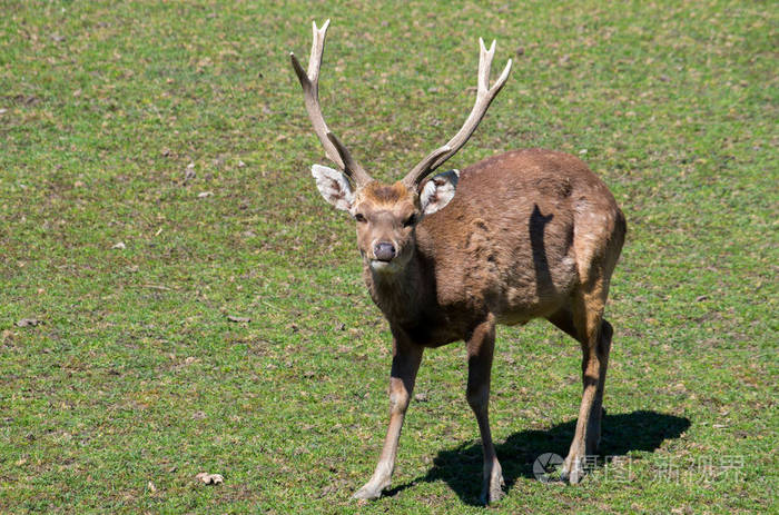 sika deer male