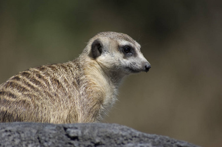 非洲 生态学 动物 南方 生物 狐獴 警卫 荒野 家庭 动物园