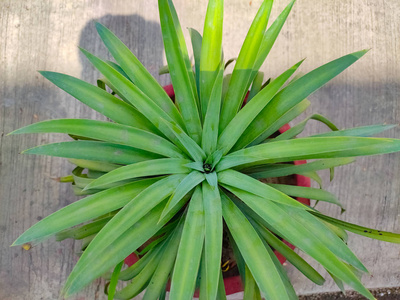 斯堪的纳维亚语 花园 植物学 园艺 室内植物 自然 春天