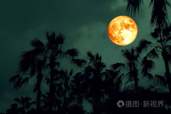粉红色的夜空月圆背影棕榈树照片 正版商用图片27yyzx 摄图新视界 粉红色的夜空月圆背影棕榈树照片 正版商用图片27yyzx 摄图新视界