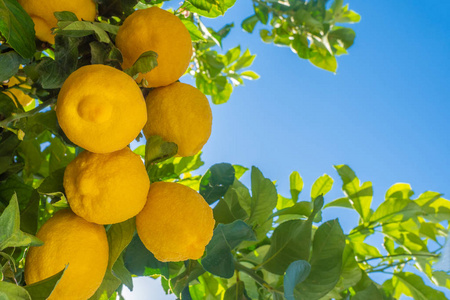 柠檬树的叶子和果实上蓝蓝的天空背景柑橘果实富含维生素 c 成熟的
