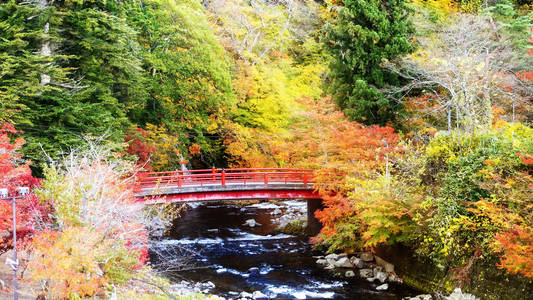 日本美丽的秋天枫叶