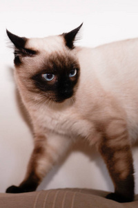 费利诺 可爱极了 毛茸茸的 颜色 小猫 地毯 繁殖 可爱的