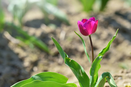 生长 自然 农业 植物区系 生活 植物 开花 地面 春天