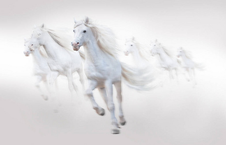 许多白马奔跑,孤立在白色的背景上运动马飞驰的在的时候竞争在下面
