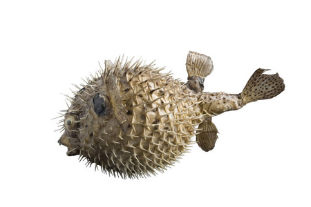 大刺猬白色背景上孤立的带刺大刺猬鱼照片