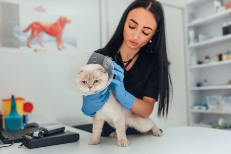 工人 女人 白种人 外科医生 猫科动物 诊所 医生 工作