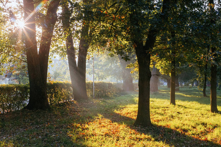 在一个阳光明媚的夏日早晨,阳光透过树叶照射进来照片