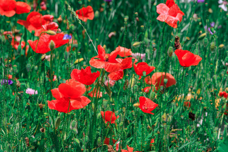 红色花的夏季草地