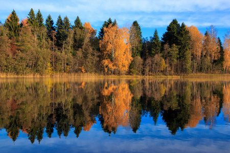 外部 能量 生态学 风景 自然 季节 森林 树叶 秋天 自由