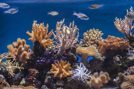 生活 珊瑚 加勒比 水肺 潜水 海的 环境 海洋 在下面