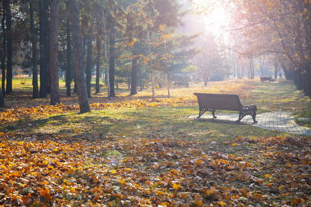 Beautiful autumn park. 