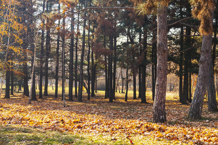 Yellow autumn park. 