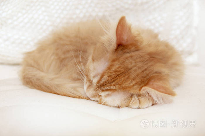 红条纹小猫蜷缩着睡觉