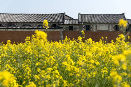 油菜花田图片